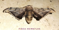 Gonogramma malca