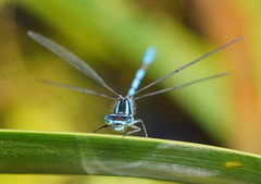 Austrocoenagrion lyelli