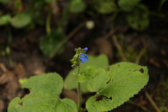Salvia palifolia