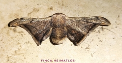 Gonogramma malca