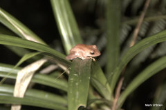 Fiji Tree Frog photo 2