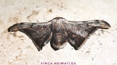 Gonogramma malca