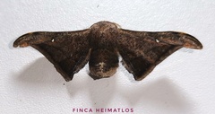 Gonogramma malca