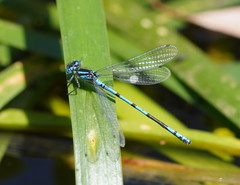 Austrocoenagrion lyelli