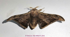 Gonogramma malca