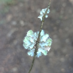 Heterodermia sorediosa