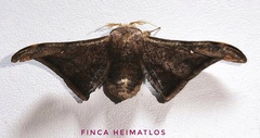 Gonogramma malca