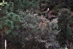 Quercus striatula