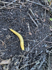 Ariolimax brachyphallus