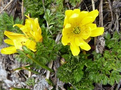 Adonis nepalensis