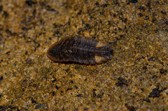 Lamprohiza mulsantii