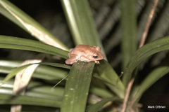 Fiji Tree Frog photo 3