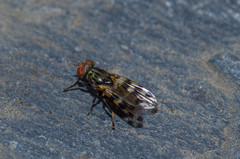 Ceroxys