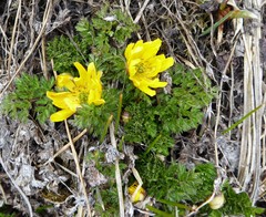 Adonis nepalensis
