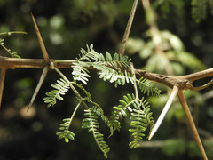 Vachellia seyal