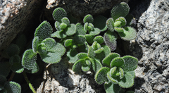 Draba asterophora macrocarpa