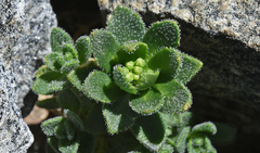 Draba asterophora macrocarpa