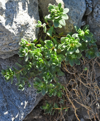Draba asterophora macrocarpa
