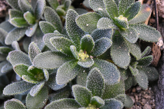 Draba asterophora macrocarpa