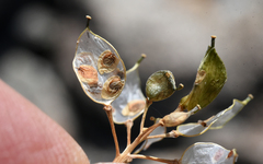 Draba asterophora macrocarpa