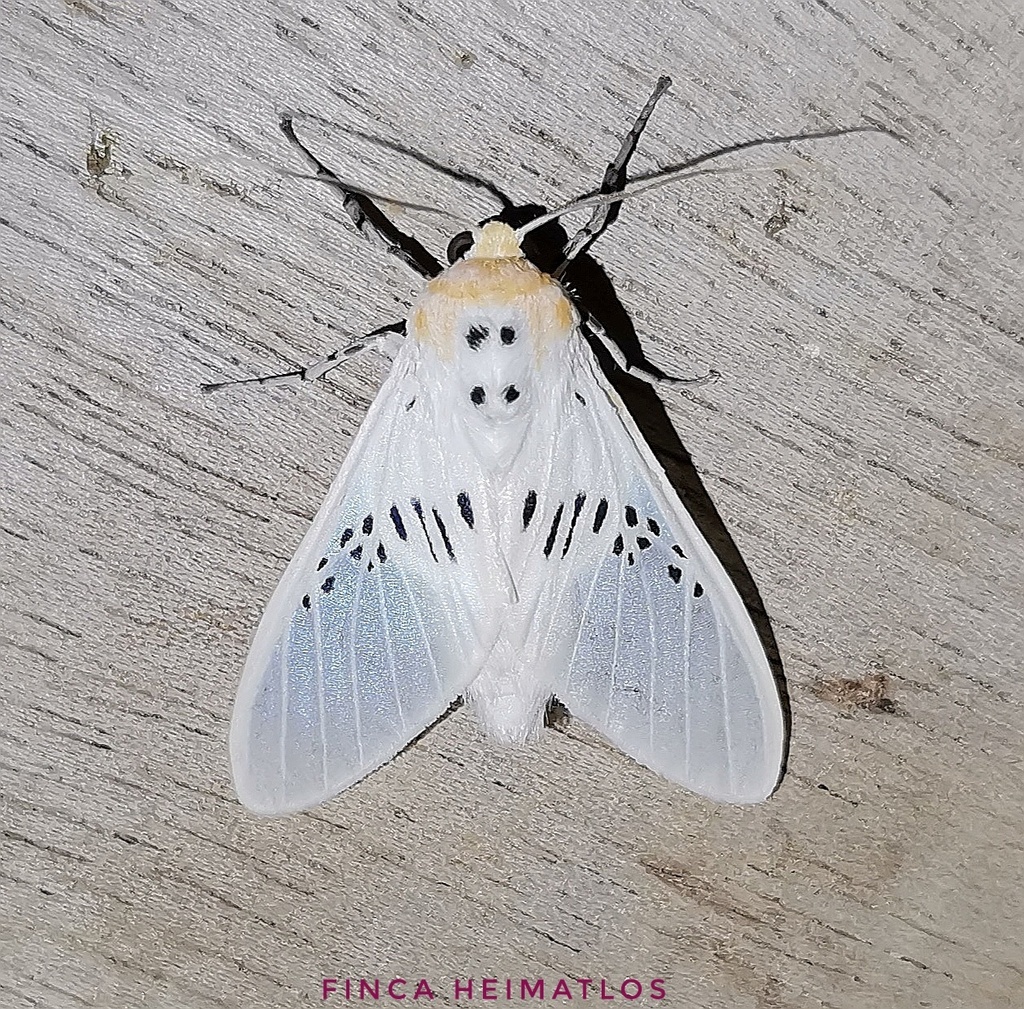 Idalus fasciipuncta