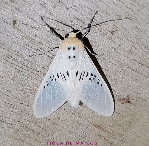 Idalus fasciipuncta