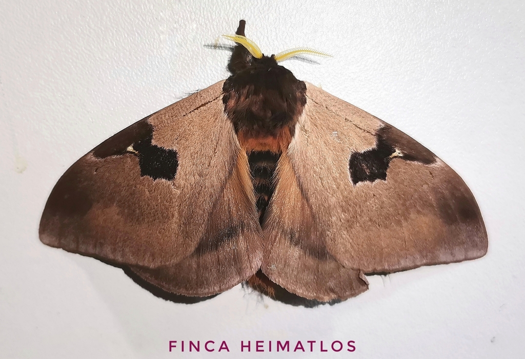 Dirphia panguana