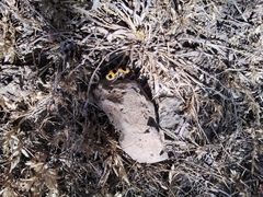 Dasymutilla cressoni