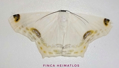 Sericoptera