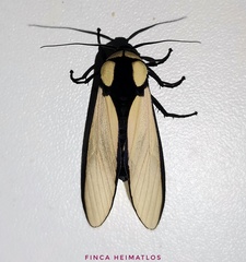 Machaeraptenus ventralis