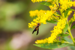 Polistes hirsuticornis