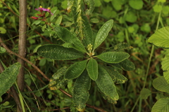 Linochilus tenuifolius