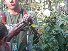 Hibiscus lasiocarpos