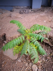 Ailanthus altissima