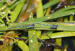 Austrocoenagrion lyelli