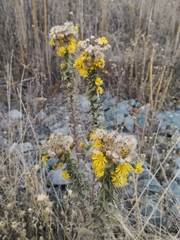 Heterotheca grandiflora