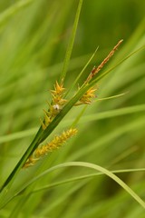 Carex exsiccata