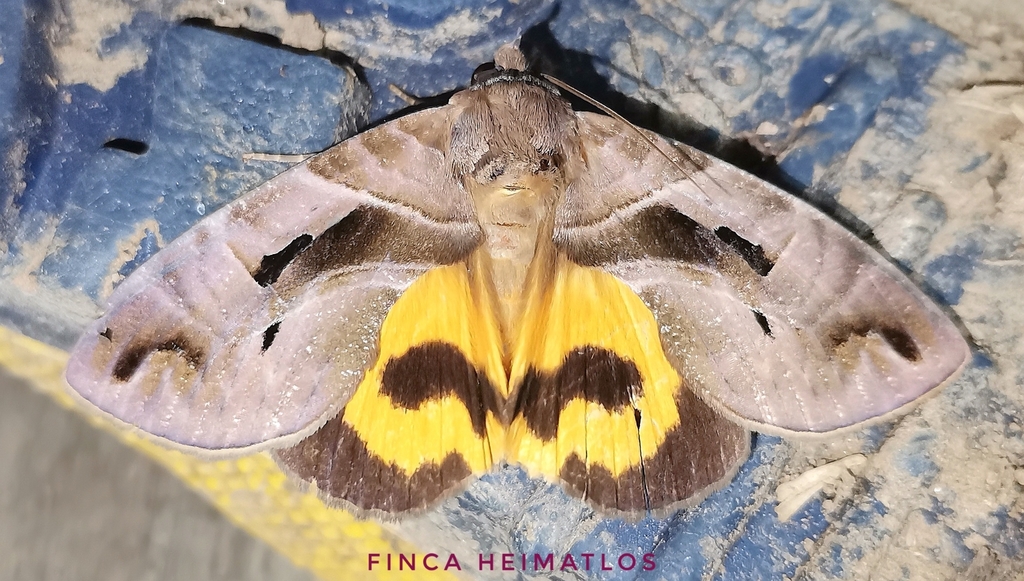 Eudocima memorans