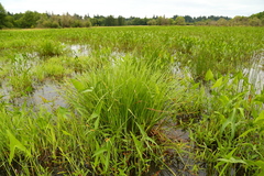 Carex exsiccata