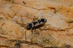 Raglius confusus