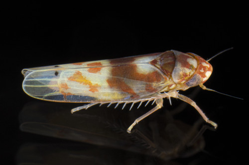 Eratoneura affinis (Fitch, 1851)