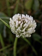 Trifolium repens