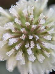 Trifolium repens