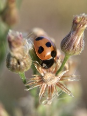 Coccinella septempunctata