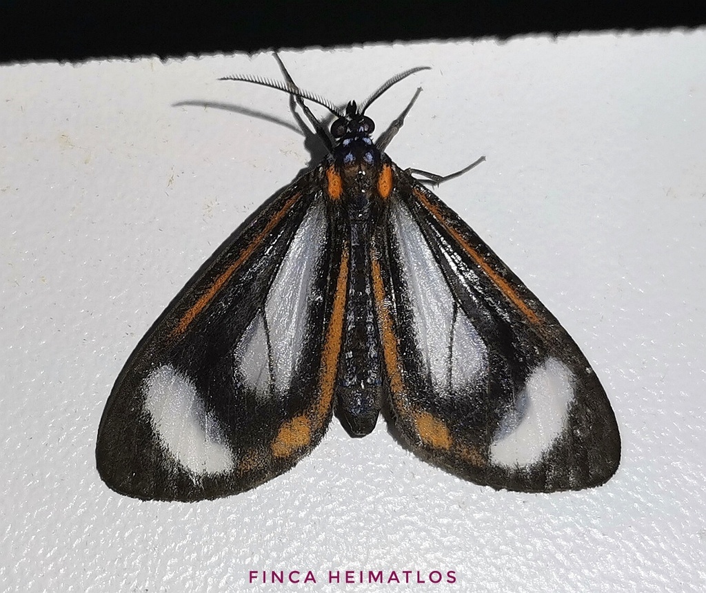 Hyalurga leucophlebia
