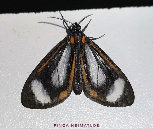 Hyalurga leucophlebia