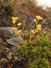 Aciphylla monroi