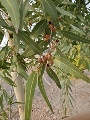 Corymbia aparrerinja