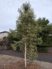 Corymbia aparrerinja
