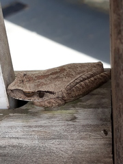 Boana multifasciata